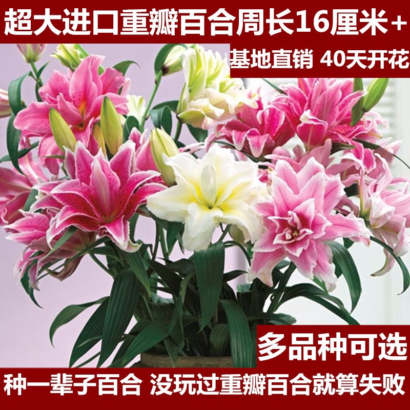 3球 进口重瓣香水百合种球大球室内外百合花种子四季开花盆栽花卉
