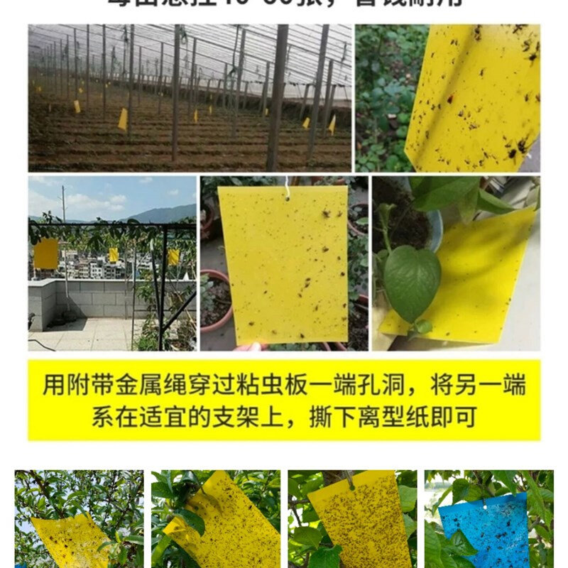 速发粘虫板双面诱虫板黄色灭小黑飞杀沾果蝇针蜂粘板蓝板蓟马大棚