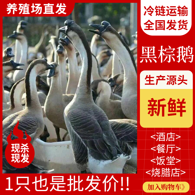清远黑棕鹅商用批发新鲜现杀烧腊茶餐厅红烧碌鹅烧鹅鹅胚地通鹅