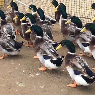 正宗清远农家散养青头鸭土鸭走地老鸭整只新鲜现杀水鸭绿头野鸭子