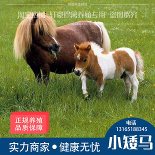 小矮马活马骑乘马活体儿童骑乘德保矮马宠物马骑乘马活体真马匹