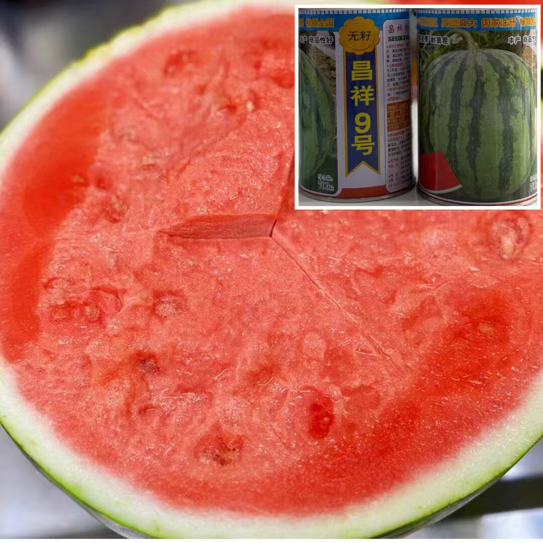 昌祥九号冰糖冬甘西瓜种子四季可播种无籽西瓜