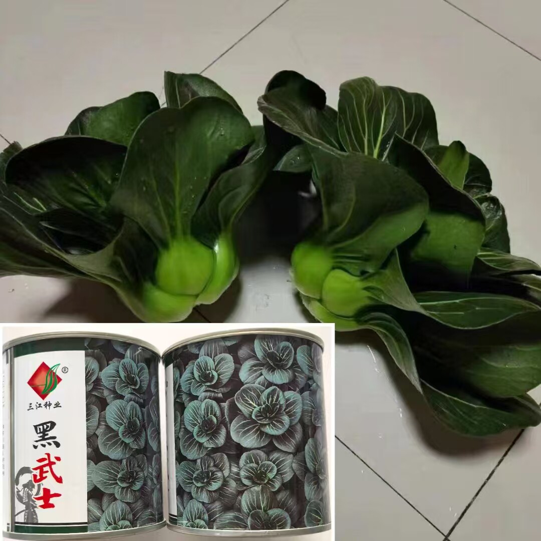 黑甜糯好吃苏州青菜种子青梗菜种籽甜糯无渣耐寒抗病秋冬季播种孑