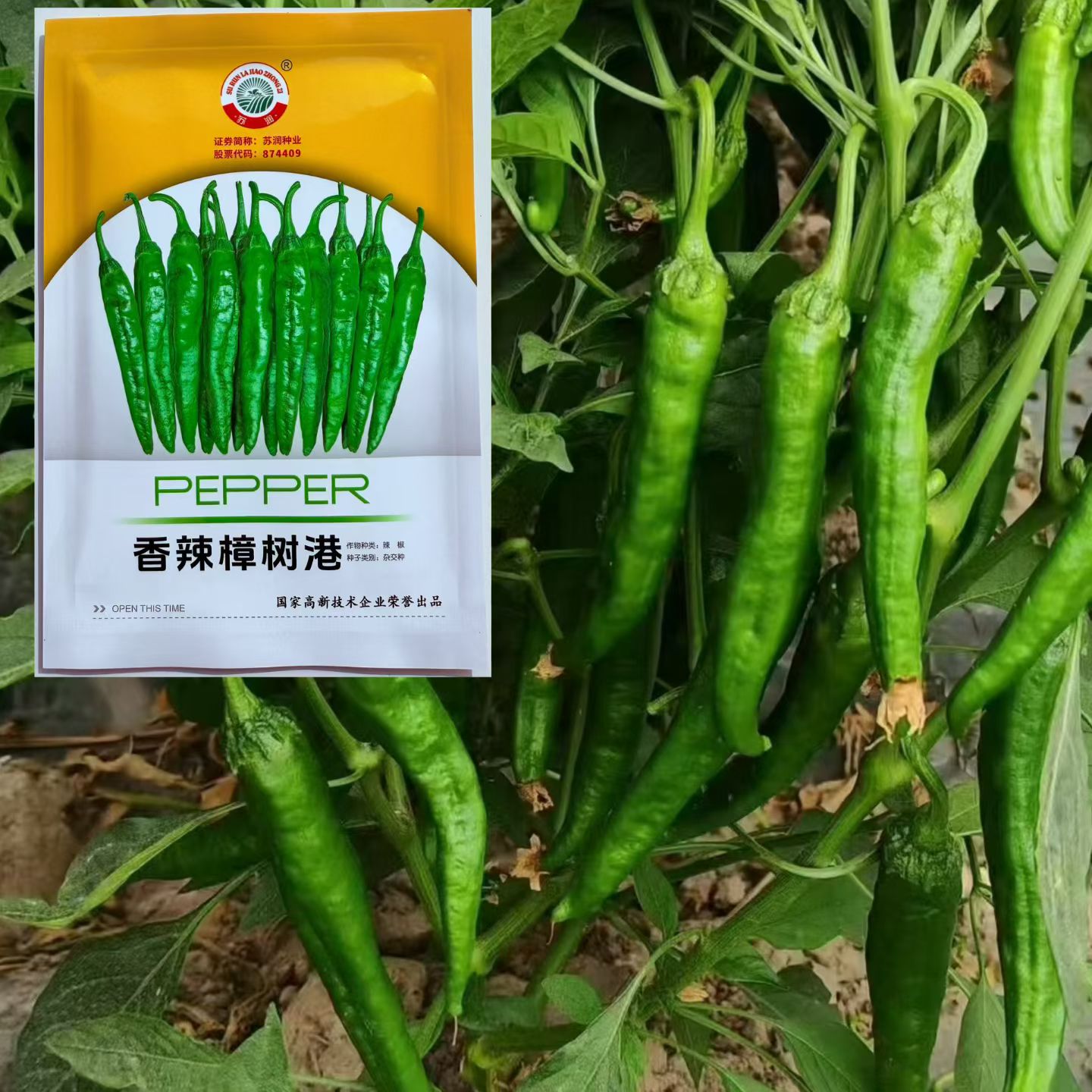 樟树港辣椒种子早熟尖椒翠绿色微皱皮薄香脆肉质软糯耐低温