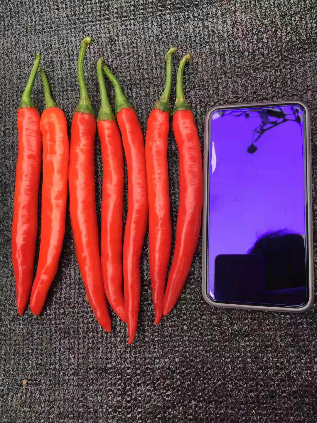 大果美人椒404海花红辣椒种尖椒牛角椒春秋四季阳台盆栽蔬菜种孑