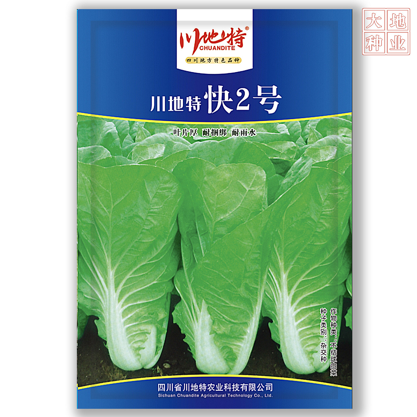川地特快2号青菜种子耐捆绑口感好生长快叶柄宽春秋基地专用种子