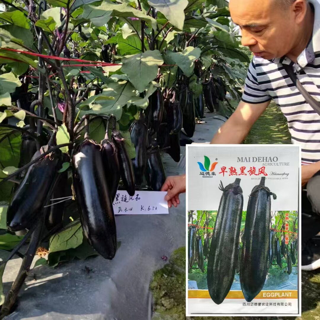 紫黑油亮长茄子种籽抗病杂交早熟茄子种子大田基地用