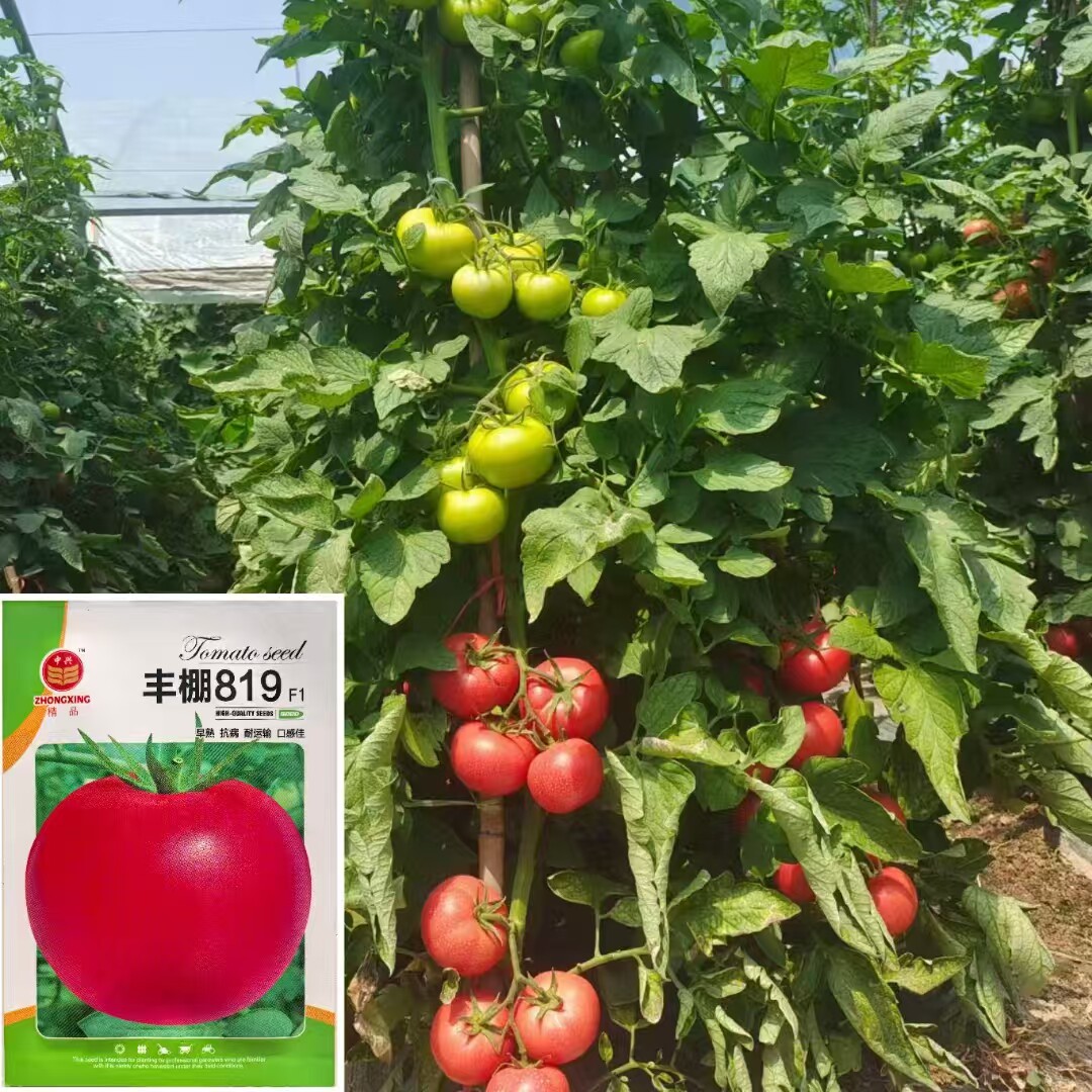 819番茄种子早熟无限生长型大果西红柿种籽抗病高产