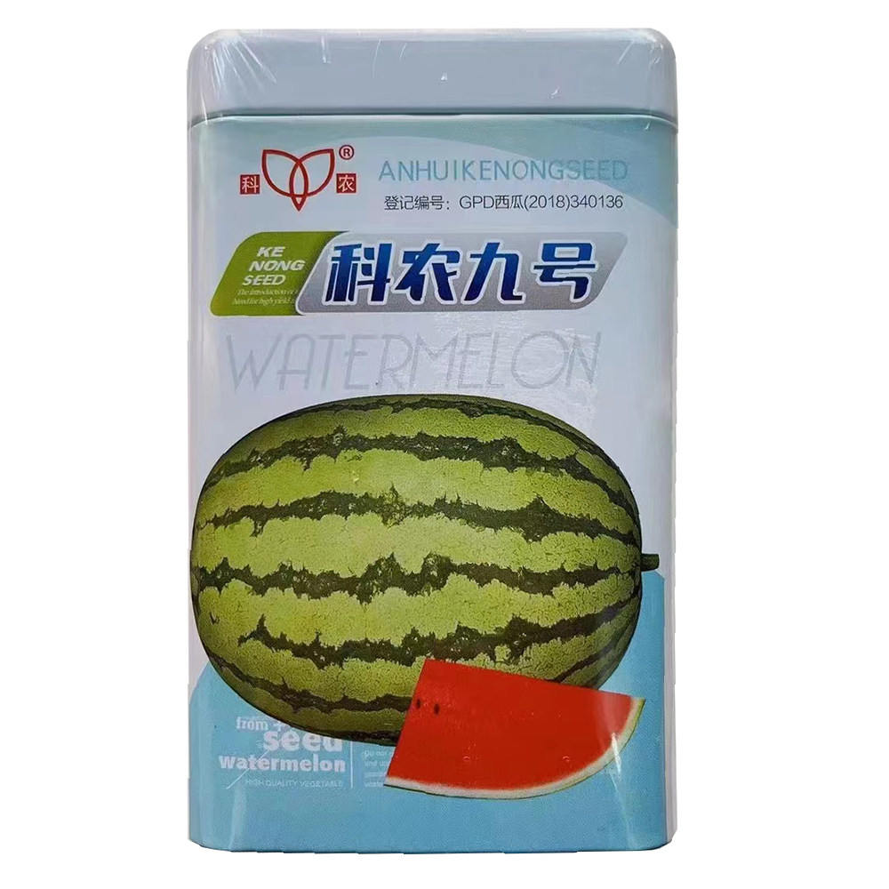 科农九号中晚熟西瓜种子抗病性强座果性好大果椭圆形绿花皮大红瓤