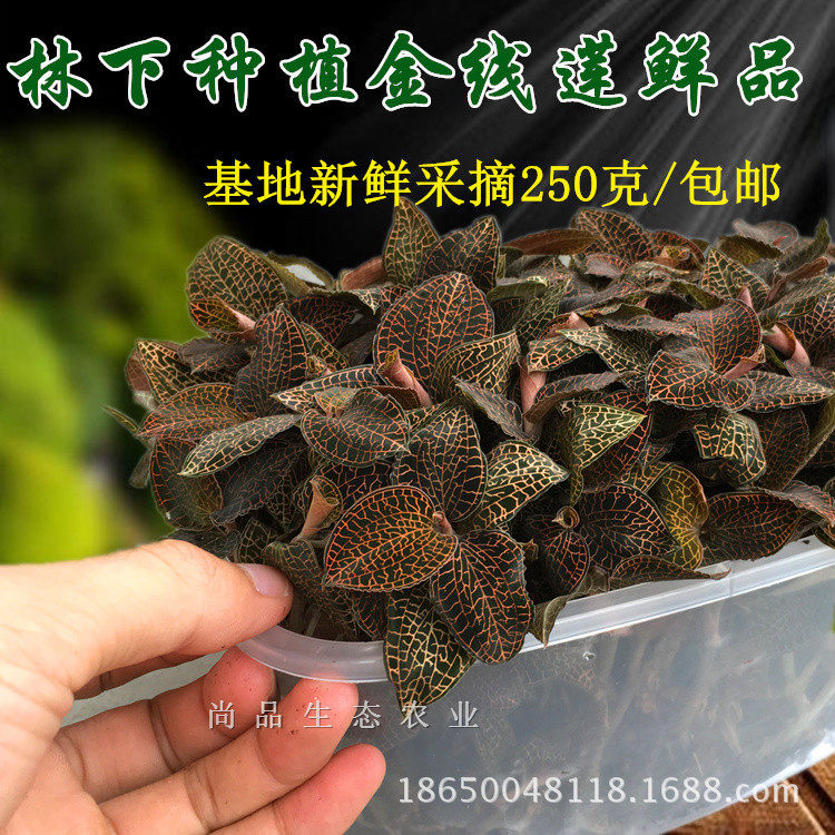 福建金线莲林下种植金线莲种苗整