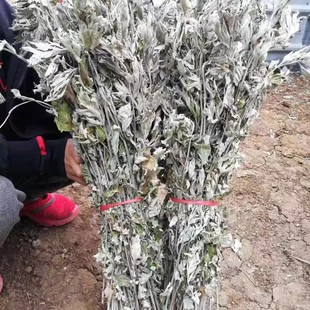 端午野生九尖大叶艾草带杆挂门艾叶草泡澡散装艾蒿坐月子产妇洗澡