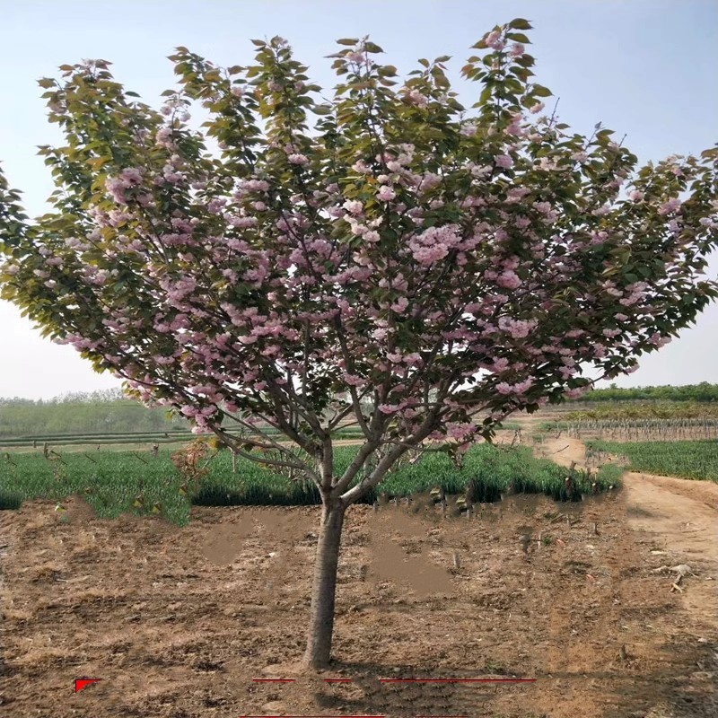 日本樱花树苗樱花小苗南北方庭院