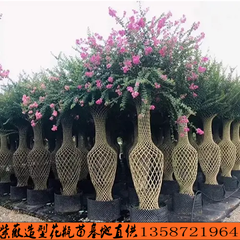 紫薇花瓶造型景观植物绿植编艺公园庭院绿植工程绿化苗木苗圃直供