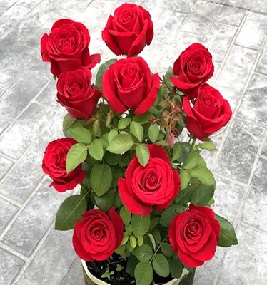 卡罗拉红色玫瑰月季花苗浓香大花