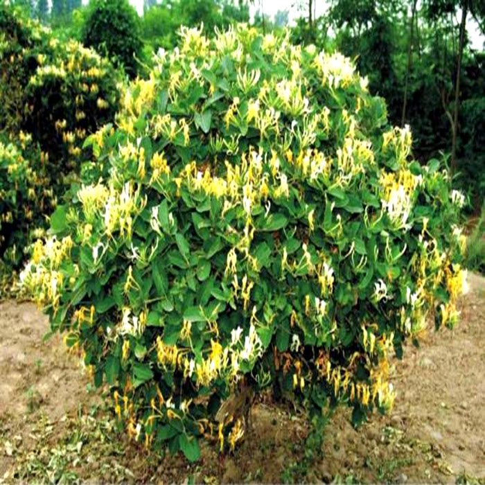 金银花苗北花一号懒汉爬藤植物盆栽地栽食用药用四季金银花树花苗