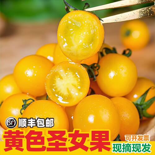 新鲜黄色圣女果小番茄