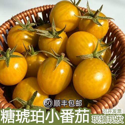 顺丰包邮新鲜糖琥珀小番茄琥珀千禧圣女果现摘