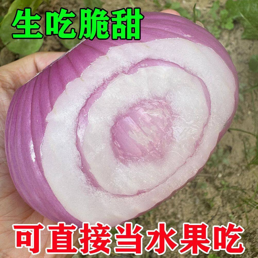 紫皮新鲜洋葱水果生吃紫洋葱