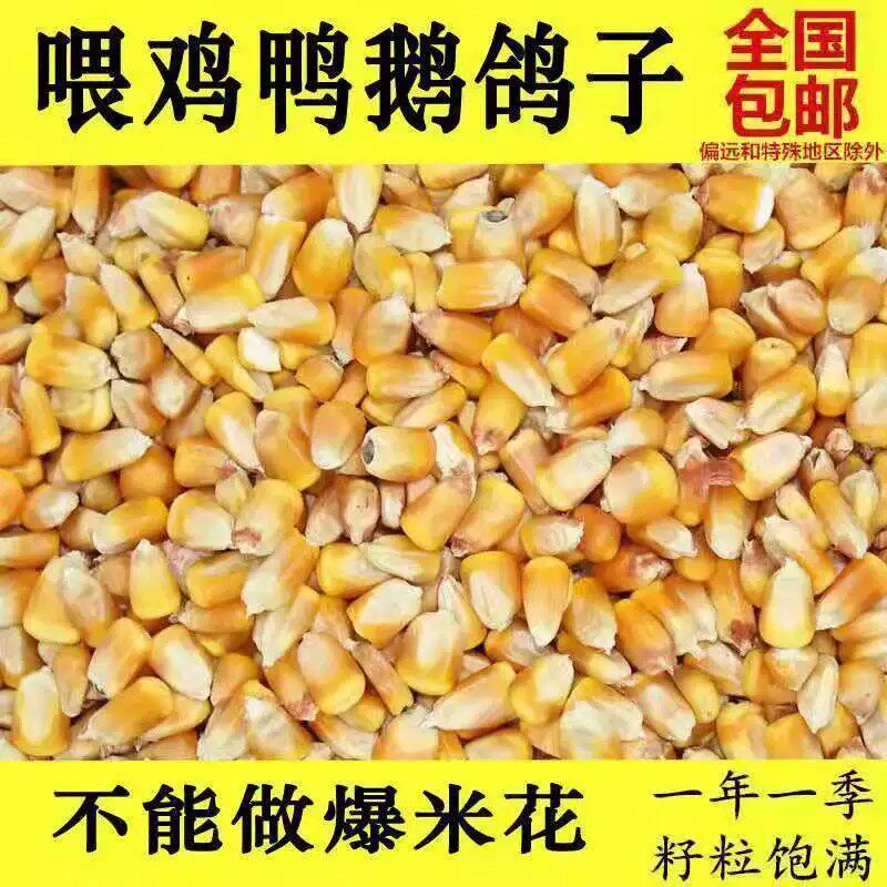 玉米东北原产地打窝鱼饵仓鼠包邮