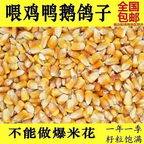 玉米东北原产地打窝鱼饵仓鼠包邮