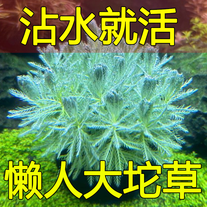 新手水草懒人鱼缸水草自带水草泥坨草品种齐全鱼缸水草造景真水草