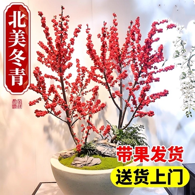 北美冬青盆栽树苗带果公树冬青红果真花红果子进口年宵花花卉雄株