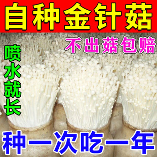 金针菇种植包种家庭菌种植蘑菇菌包可可食金针菇四季可种植包教植