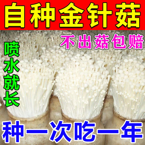 金针菇种植包种家庭菌种植蘑菇菌包可可食金针菇四季可种植包教植