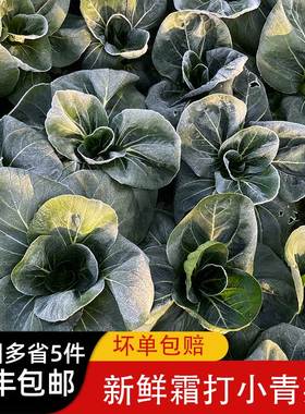 新鲜霜打青菜农家自种 矮脚软糯香甜