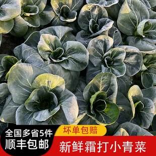 新鲜霜打青菜农家自种 矮脚软糯香甜