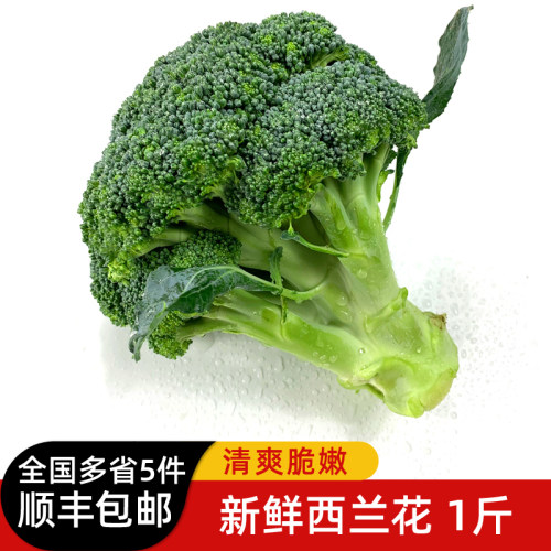 新鲜西兰花500g脆嫩青花菜绿花菜西蓝花椰菜 时令蔬菜5件顺丰包邮