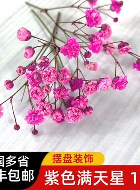 紫色满天星5g/盒 酒店摆盘花草西餐日料冷菜装饰任搭 顺丰包邮