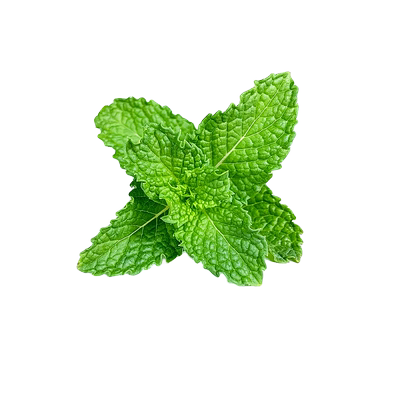 新鲜薄荷头摆盘装饰材料