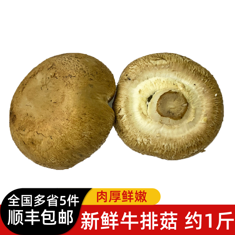 新鲜牛排菇约500g 新鲜菌菇  波多黎各菌 5件包邮 水产肉类/新鲜蔬果/熟食 新鲜松茸/菌菇 原图主图