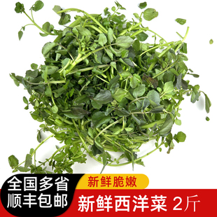 新鲜西洋菜2斤 豆瓣菜 凉菜 时鲜蔬菜 顺丰包邮