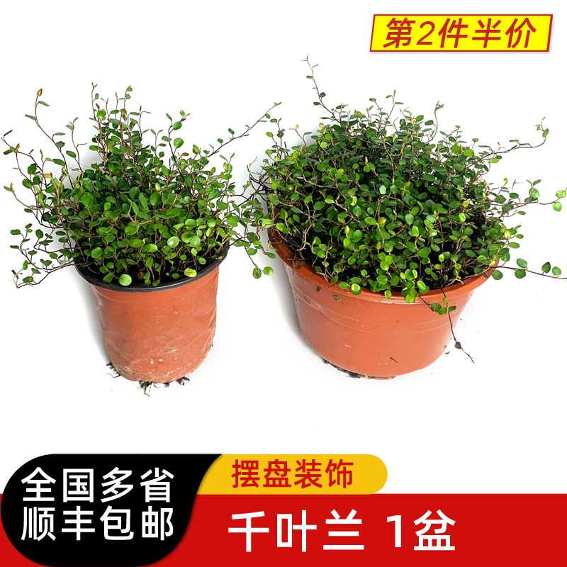 千叶吊兰1盆 长寿藤吊兰观叶植物酒店西餐饮冷艺摆盘围盘花草