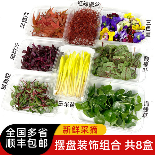 8种摆盘装饰套餐 三色堇酸模叶火红苗玉米苗甜菜苗铜钱草顺丰包邮