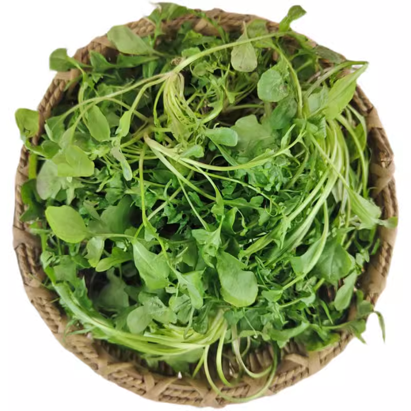 新鲜荠菜500g 野菜农家现挖野生香荠菜春卷馄饨饺子馅食材蔬菜