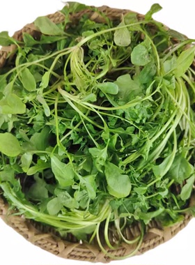 新鲜荠菜500g 野菜农家现挖野生香荠菜春卷馄饨饺子馅食材蔬菜