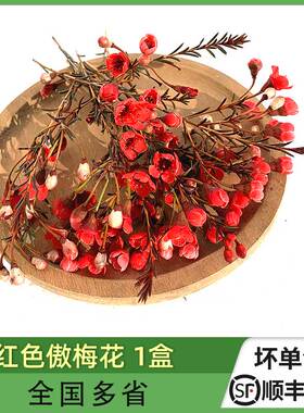 红色傲梅花酒店西餐日料冷艺烘焙花草摆盘装饰材料约40朵一盒包邮