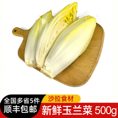 玉兰新鲜白菜菊苣比利时芽球食材