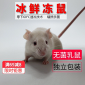 真空包装 无菌冷冻小白鼠成体亚成繁殖组顺丰 包邮 猪鼻王玉米蛇食物