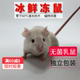 真空包装 无菌冷冻小白鼠成体亚成繁殖组顺丰 包邮 猪鼻王玉米蛇食物