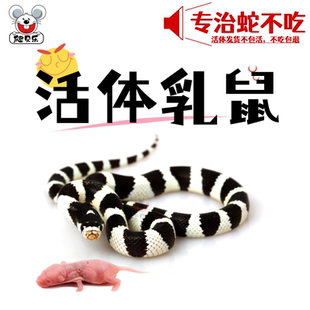 【包吃】蛇不吃乳鼠小白鼠幼鼠喂蛇角蛙粮红粉皮覆麻蜥味耗子