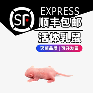 【顺丰】活体乳鼠包邮喂爬宠角蛙蜥蜴红粉皮白霜无菌鲜活饲料耗子