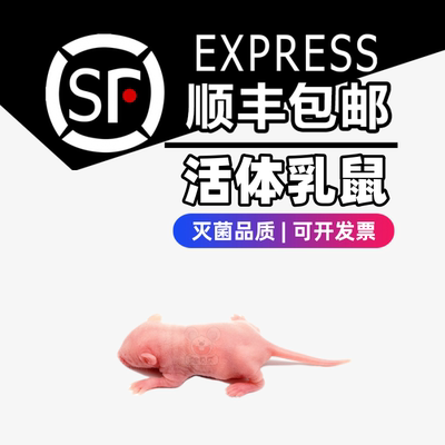 爬宠食物活体乳鼠无菌顺丰包邮