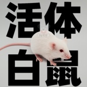 活体小白鼠跳压亚成体猫玩具 包邮 无菌老鼠
