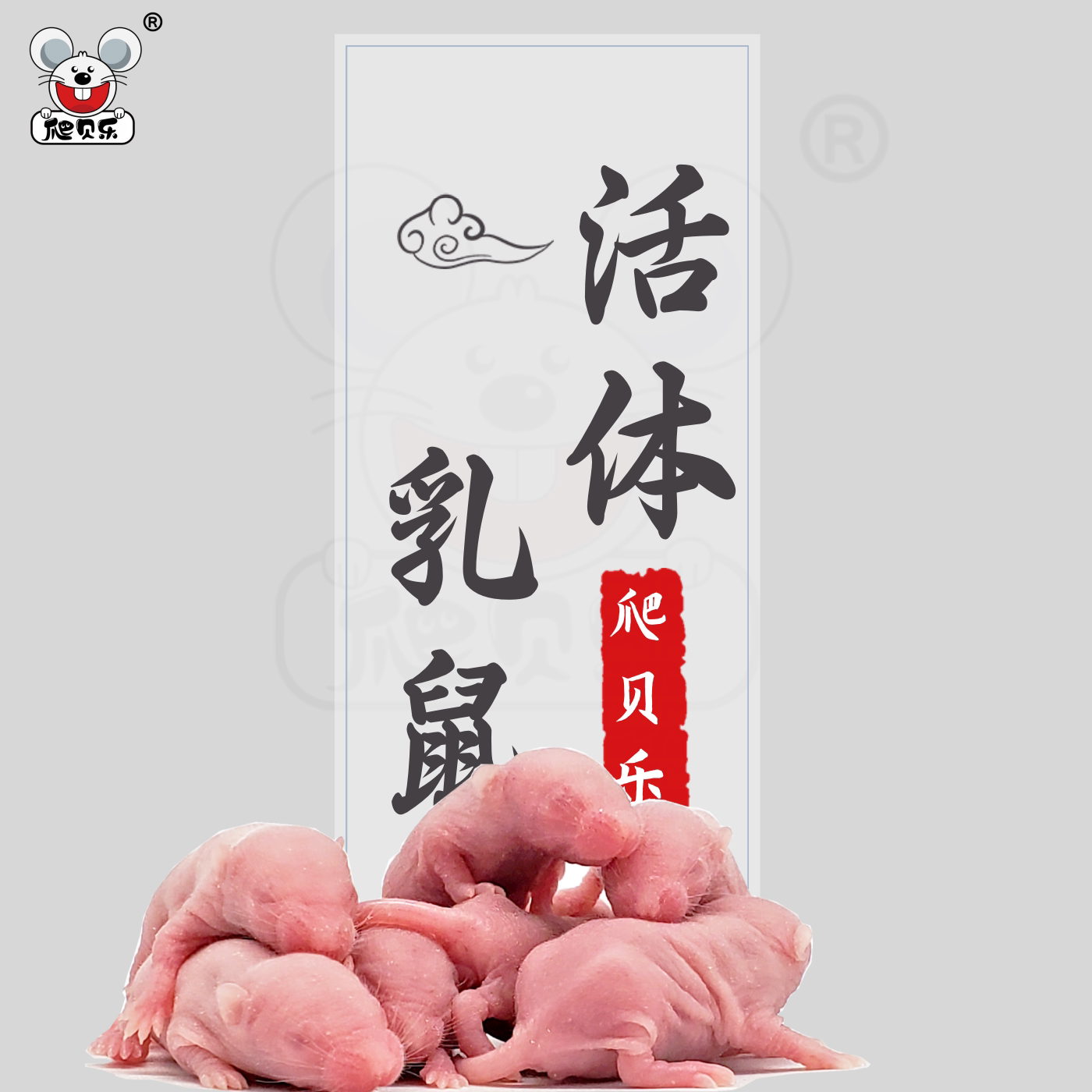 活体乳鼠爬宠食物小白鼠耗子
