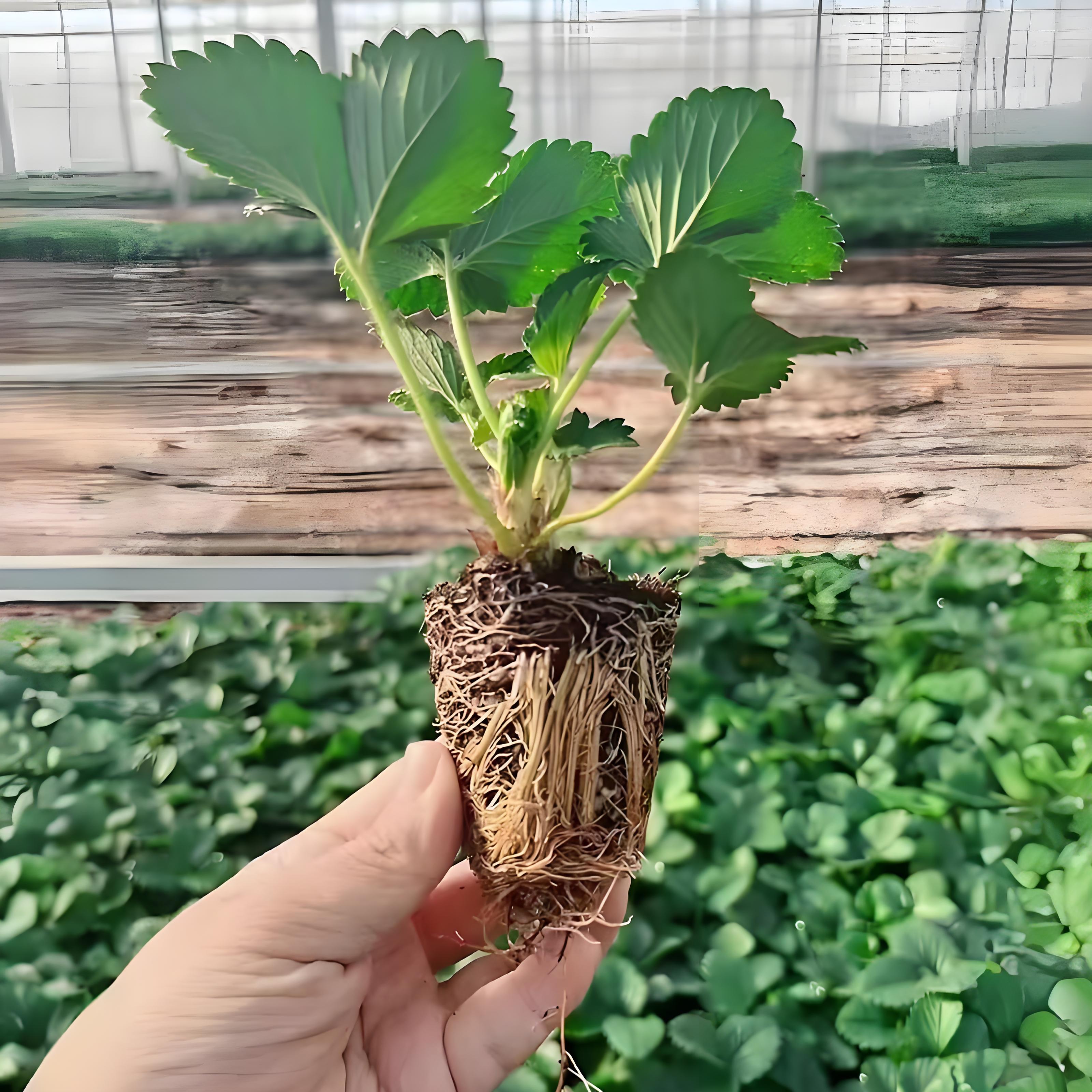 室内四季开花结果常绿阳台草莓