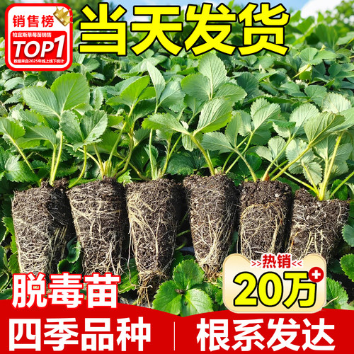 奶油草莓苗盆栽绿植花卉
